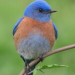 Western Blue Bird